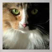 201.ネコの目 ポスター (正面)