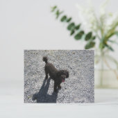 201.小さな黒いプードル ポストカード (スタンド正面)