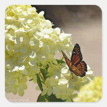 201.（昆虫）オオカバマダラ、モナークと花