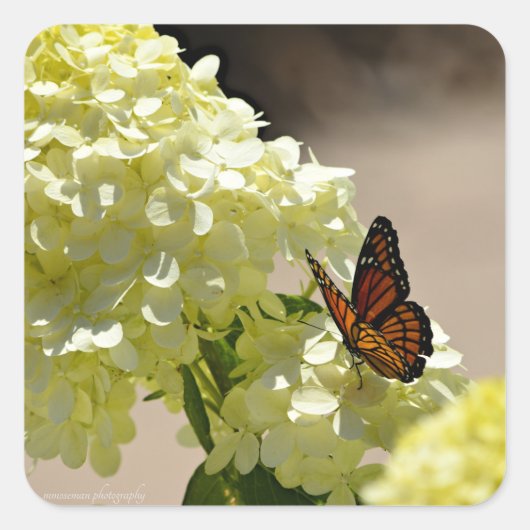 201.（昆虫）オオカバマダラ、モナークと花 スクエアシール (正面)