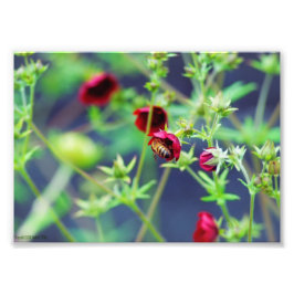 201.赤い花を持つミツバチ フォトプリント           