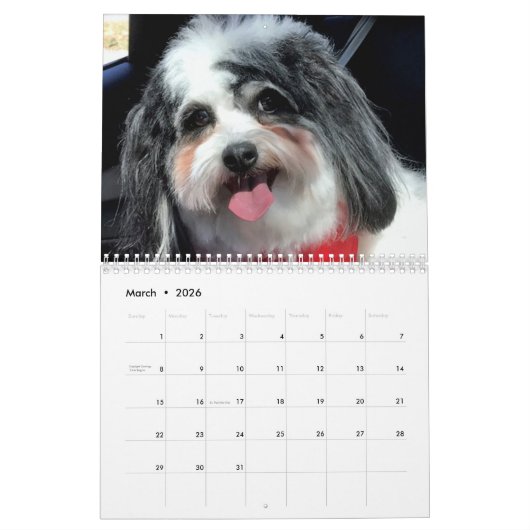 2020かわいいK Cee Zuchon犬のカレンダー カレンダー (3月 2026)