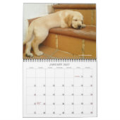 2020オーリザゴールデンラブラドール子犬 カレンダー (1月 2027)