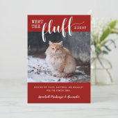 2021年ふわふわペッおもしろいトの猫写真 シーズンカード (スタンド正面)