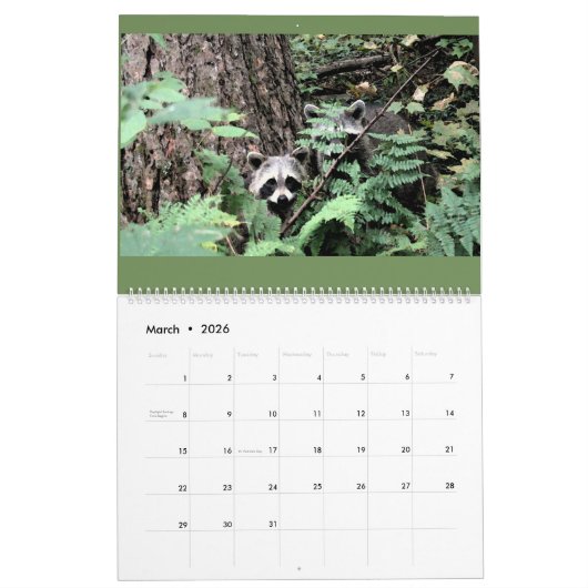 2021野生の青のアライグマ カレンダー (3月 2026)