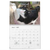 2021 Cat Wall Calendar, Life of Sly Pie カレンダー (3月 2027)