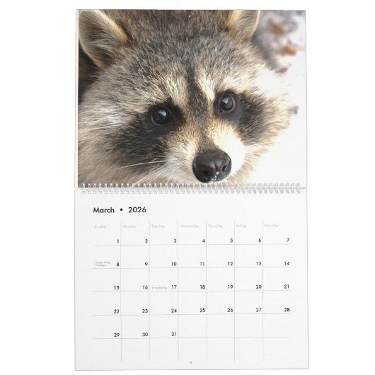 2022野生の青のアライグマ救助のアライグマ カレンダー (3月 2026)