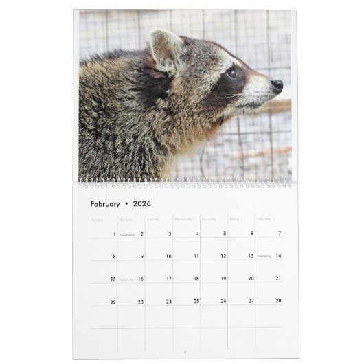 2022野生の青のアライグマ救助のアライグマ カレンダー (2月 2026)