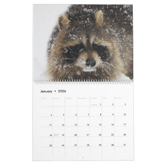 2022野生の青のアライグマ救助のアライグマ カレンダー (1月 2026)