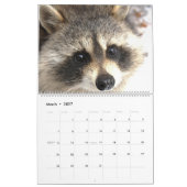 2022野生の青のアライグマ救助のアライグマ カレンダー (3月 2027)