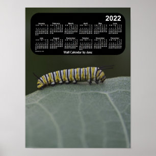 2022（昆虫）オオカバマダラ、モナークキャタピラーカレンダーby Janz ポスター