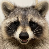 2023年ゴードン・ワイルドライフのアライグマ カレンダー