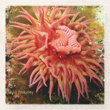 2023年西暦四月ガラスコースター