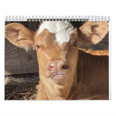 2023 Cow Calendar カレンダー (カバー)