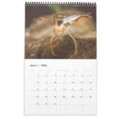 2024カレンダー – 水中競技昆虫 カレンダー (3月 2026)