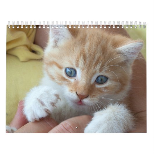 2025ラブリーオレンジ色の猫 カレンダー (カバー)