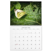 2025年パレルムカレンダーの蝶の本 カレンダー (1月 2026)