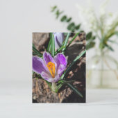 2026年の最初の花 紫色のクロッカス ポストカード (スタンド正面)