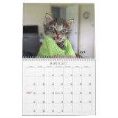 2026年 ラブ&ヒス カレンダー - 里親募集中の子猫たち (3月 2027)