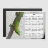 2026 5x7 Magnet Calendar Gold Dust Day Gecko (正面/裏面)