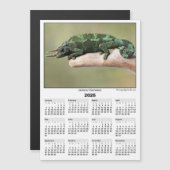 2026 5x7 Magnet Calendar Jackson Chameleon (正面/裏面)
