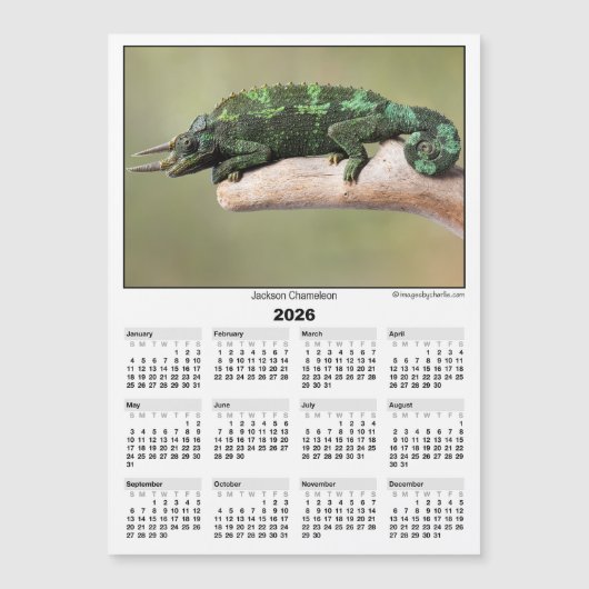 2026 5x7 Magnet Calendar Jackson Chameleon (正面)