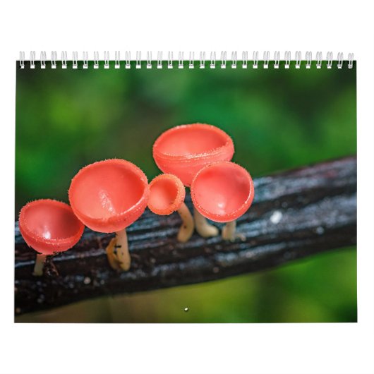 2026 Enchanted Mushroom Photo カレンダー (カバー)
