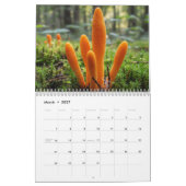 2026 Enchanted Mushroom Photo カレンダー (3月 2027)