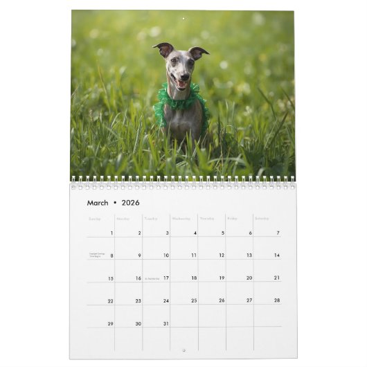 2026 Italian Greyhound Wall Calendar  カレンダー (3月 2026)