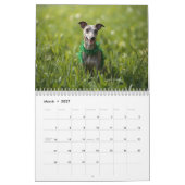 2026 Italian Greyhound Wall Calendar  カレンダー (3月 2027)