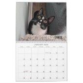 2026 Love & Hisses Calendar - the Foundlings カレンダー (1月 2026)