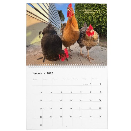 2026 Neighborhood Chicken Calendar - Large カレンダー (1月 2027)