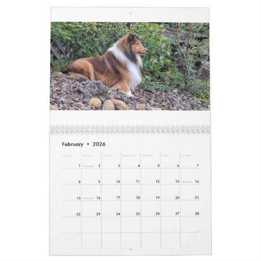 2026 Sheltie Calendar カレンダー (2月 2026)