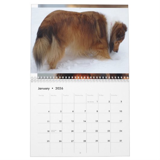 2026 Sheltie Calendar カレンダー (1月 2026)