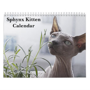 2026 Sphynx Kitten カレンダー