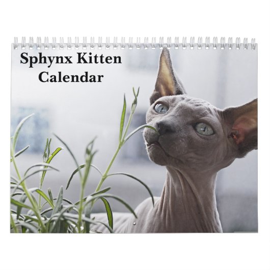 2026 Sphynx Kitten カレンダー (カバー)