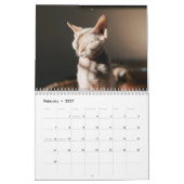 2026 Sphynx Kitten カレンダー (2月 2027)