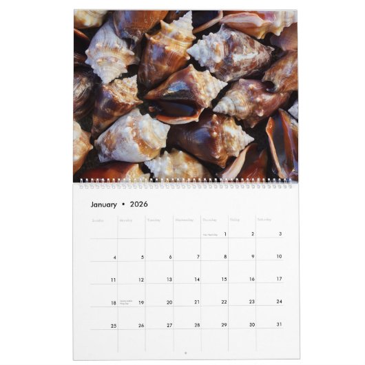 2026 Wall Seashell Calendar Beach Shells Gift カレンダー (1月 2026)