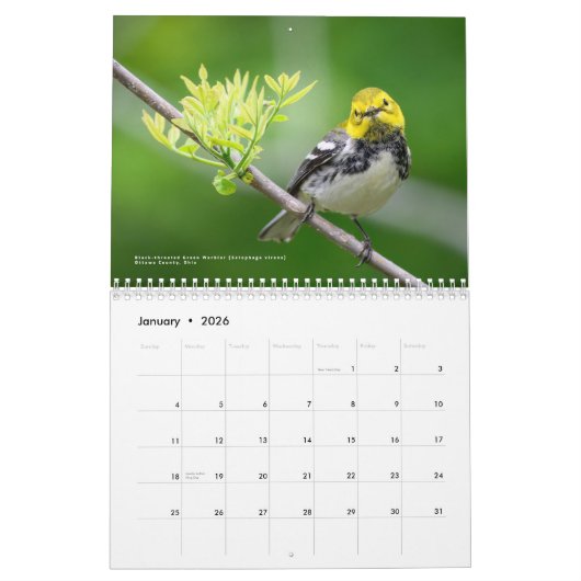 2026 Warblers - Original Bird Photo Calendar カレンダー (1月 2026)
