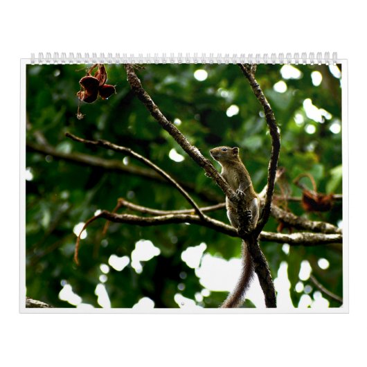 2027年野生動物写真カレンダー カレンダー (カバー)