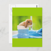 20_ベビー_animals (4)ベビーウサギ青緑 ポストカード (正面/裏面)