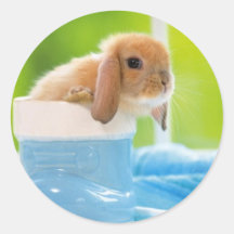 20_ベビー_animals (4)ベビーウサギ青緑