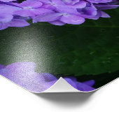 20"×16" アジサイ フォトプリント            (角)