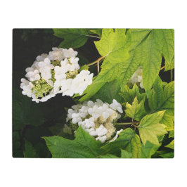 20"x16" Oakleaf Hydrangea メタルプリント