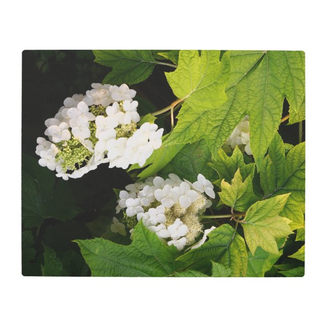 20"x16" Oakleaf Hydrangea メタルプリント (正面)