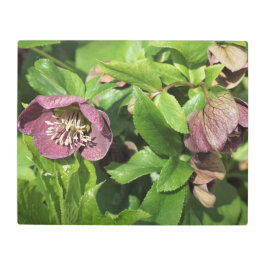 20"x16" Pink Hellebore メタルプリント