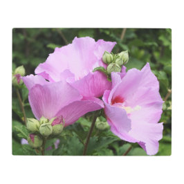 20"x16" Rose of Sharon メタルプリント