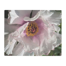 20"x16" Tree Peony メタルプリント