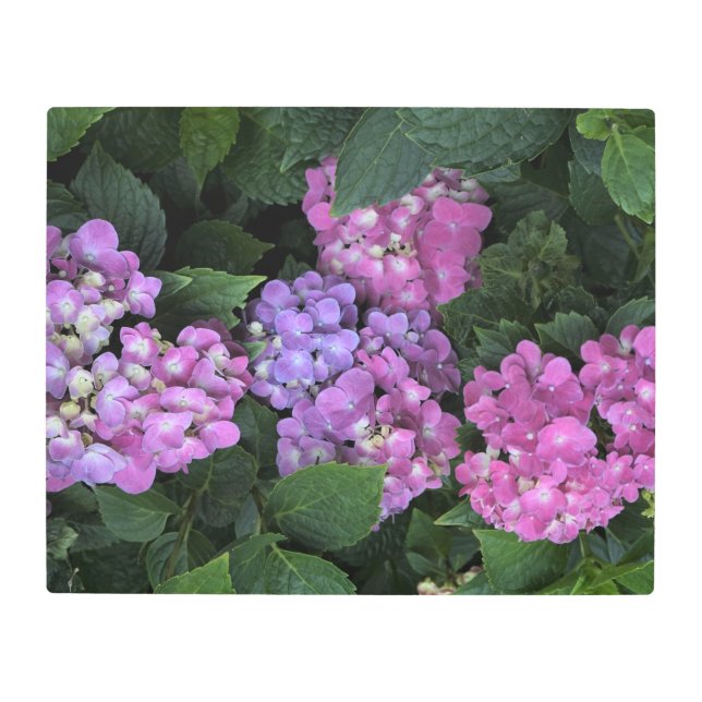 20"x26" Pink Hydrangea メタルプリント (正面)