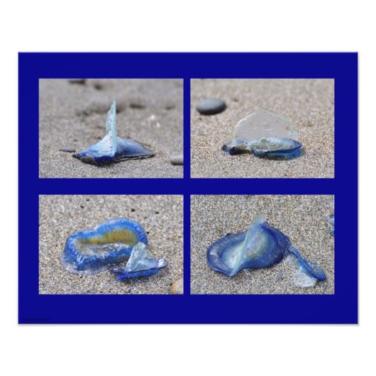 20X16クラゲ フォトプリント (正面)